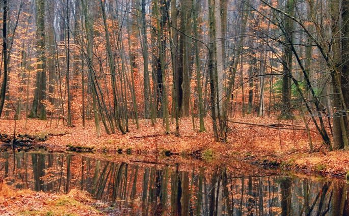 deciduous forest in autumn