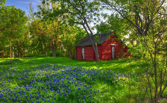 Cottage in the Woods with Bluebonnets