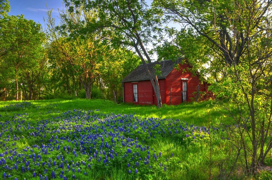 Cottage in the Woods with Bluebonnets