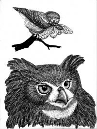 Owl species range in size from as small as a hen's egg to as large as an eagle