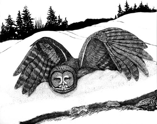 A great gray owl hunts a vole that's hidden under more than a foot of snow