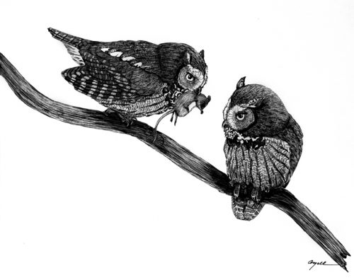 A male western screech owl courts a female by giving her prey