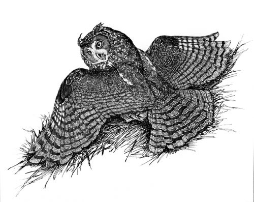 An owl draws dangers away from the nest by faking a broken wing