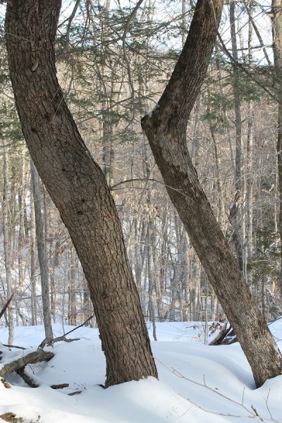 Trees shaped by thirty-eight