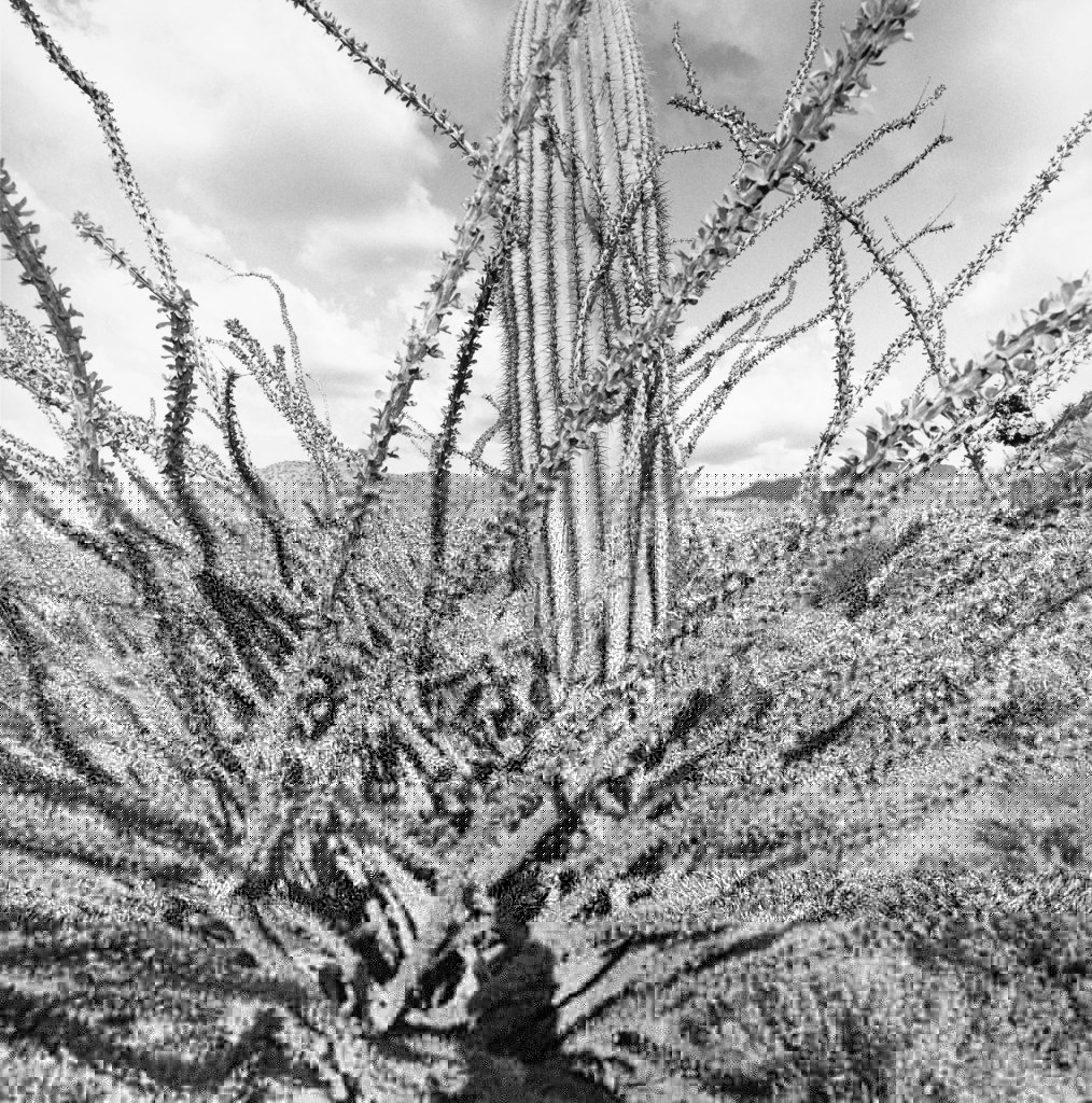 Sonoran Desert, Arizona, 1995. Gelatin silver print. © Lee Friedlander, Courtesy Fraenkel Gallery, San Francisco