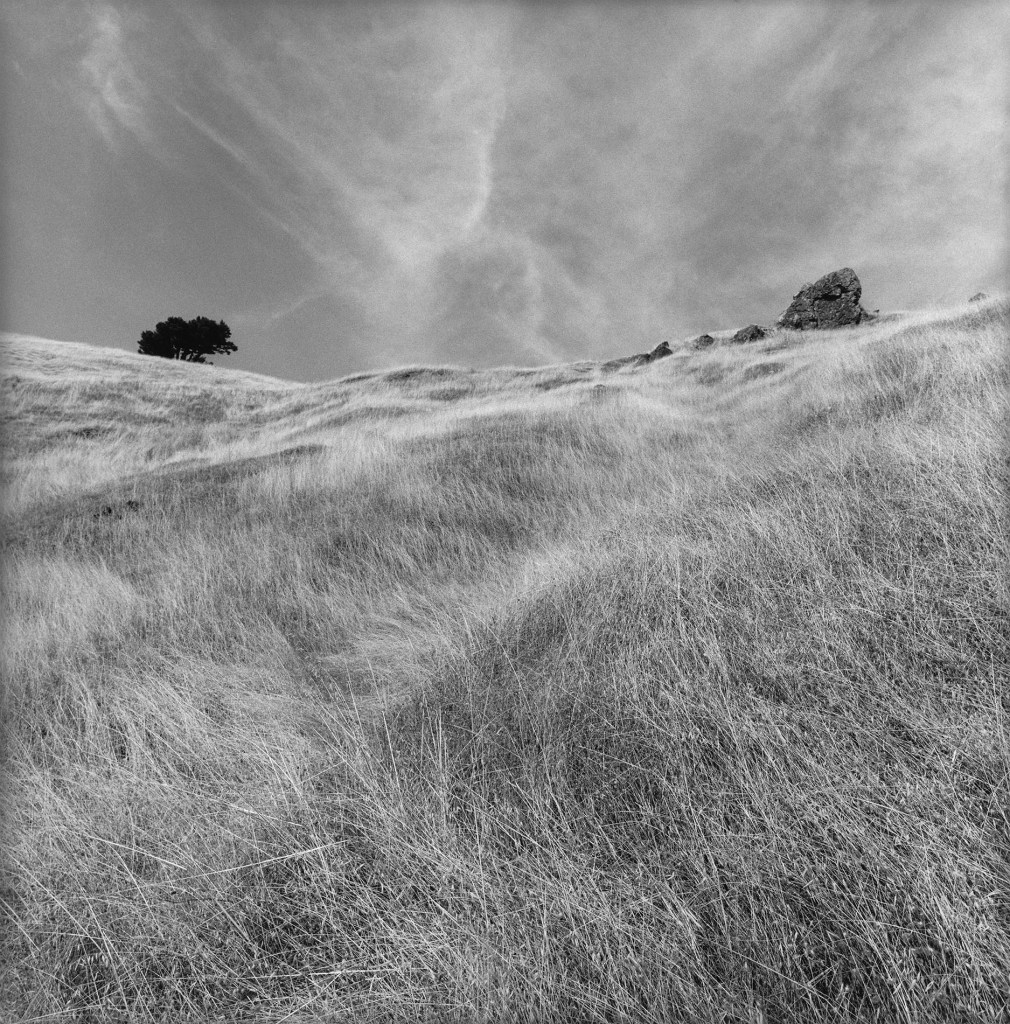 Stinson Beach, California, 2003. Gelatin silver print. © Lee Friedlander, Courtesy Fraenkel Gallery, San Francisco