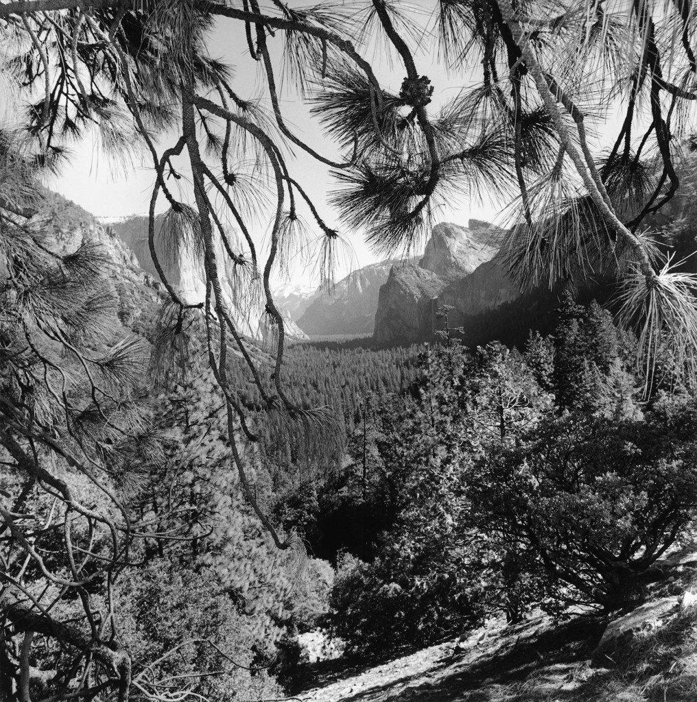 Yosemite National Park, California, 2004. Gelatin silver print. © Lee Friedlander, Courtesy Fraenkel Gallery, San Francisco