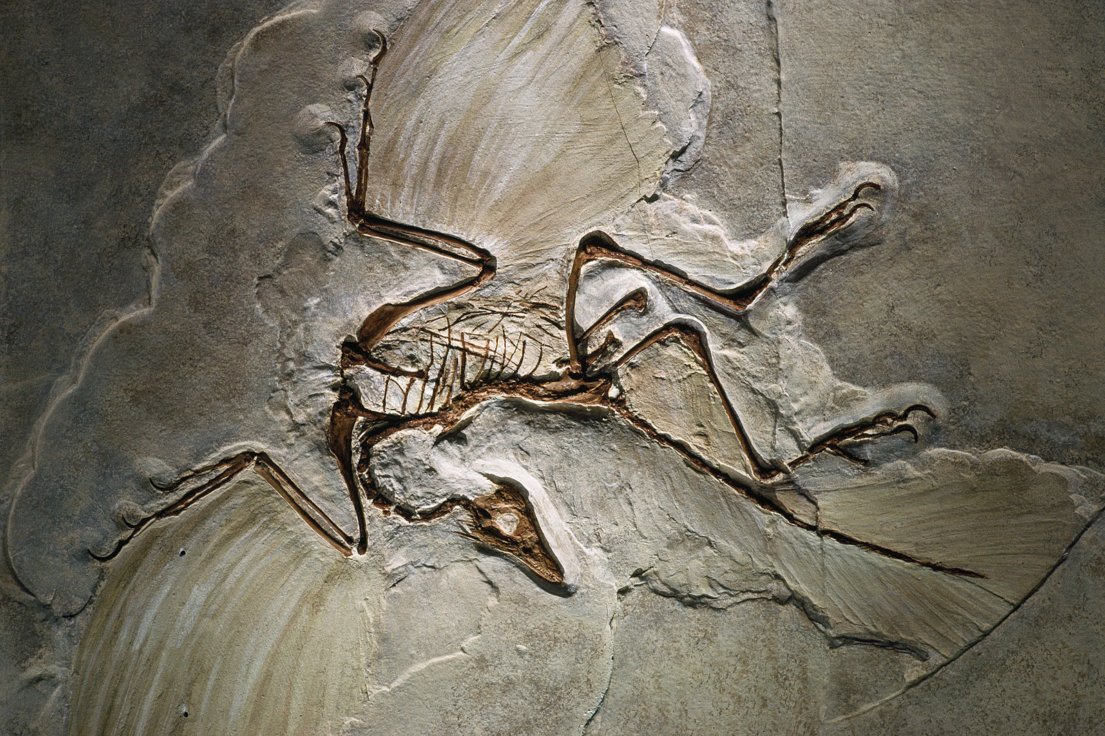 Archaeopteryx_fossil.jpg