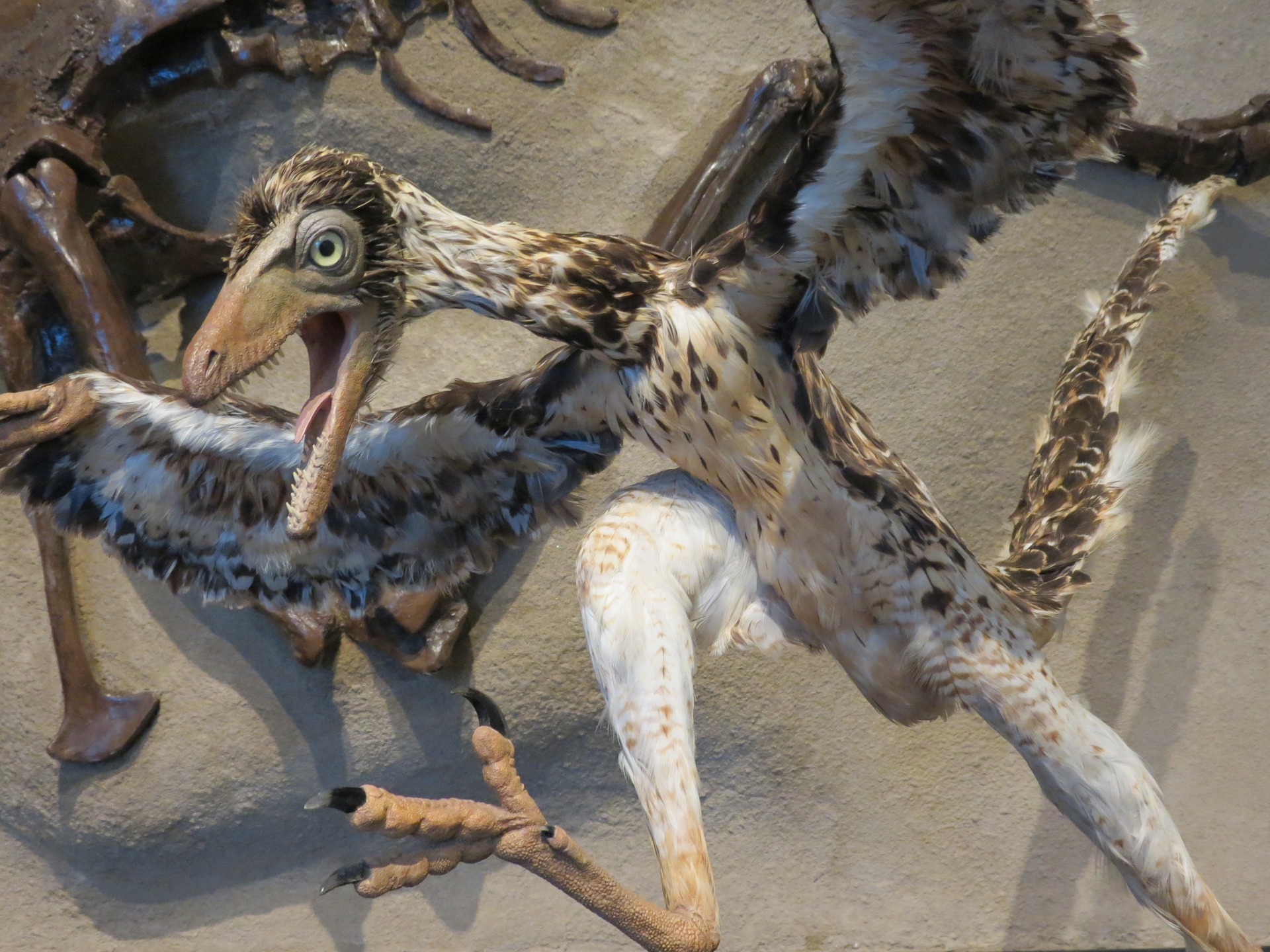 archaeopteryx-1645455_1920