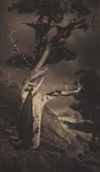 Fig. 2, Dying Cedar, 1906